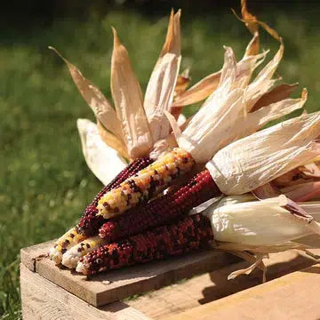 Indian Corn Mix Mini