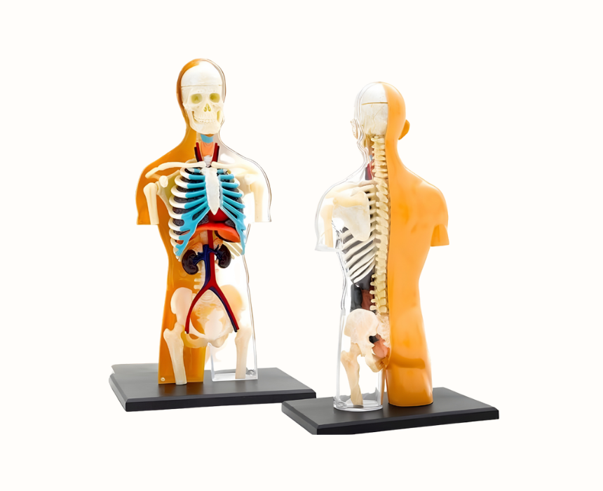 Thames and Kosmos Human Anatomy