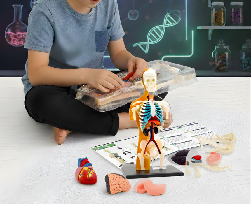 Thames and Kosmos Human Anatomy