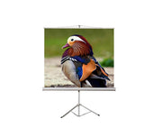 Projection Screen Tripod 84" 1.7x1.28M