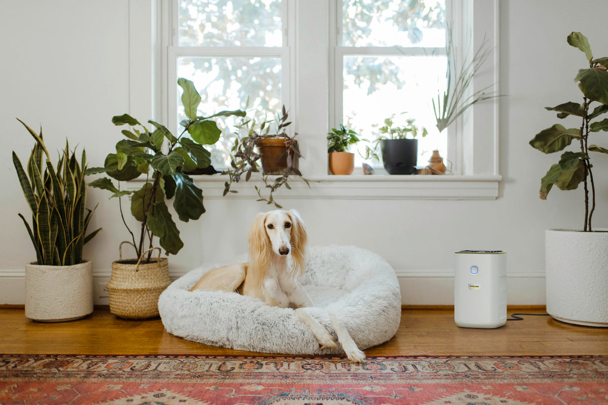AF 20 Air Purifier