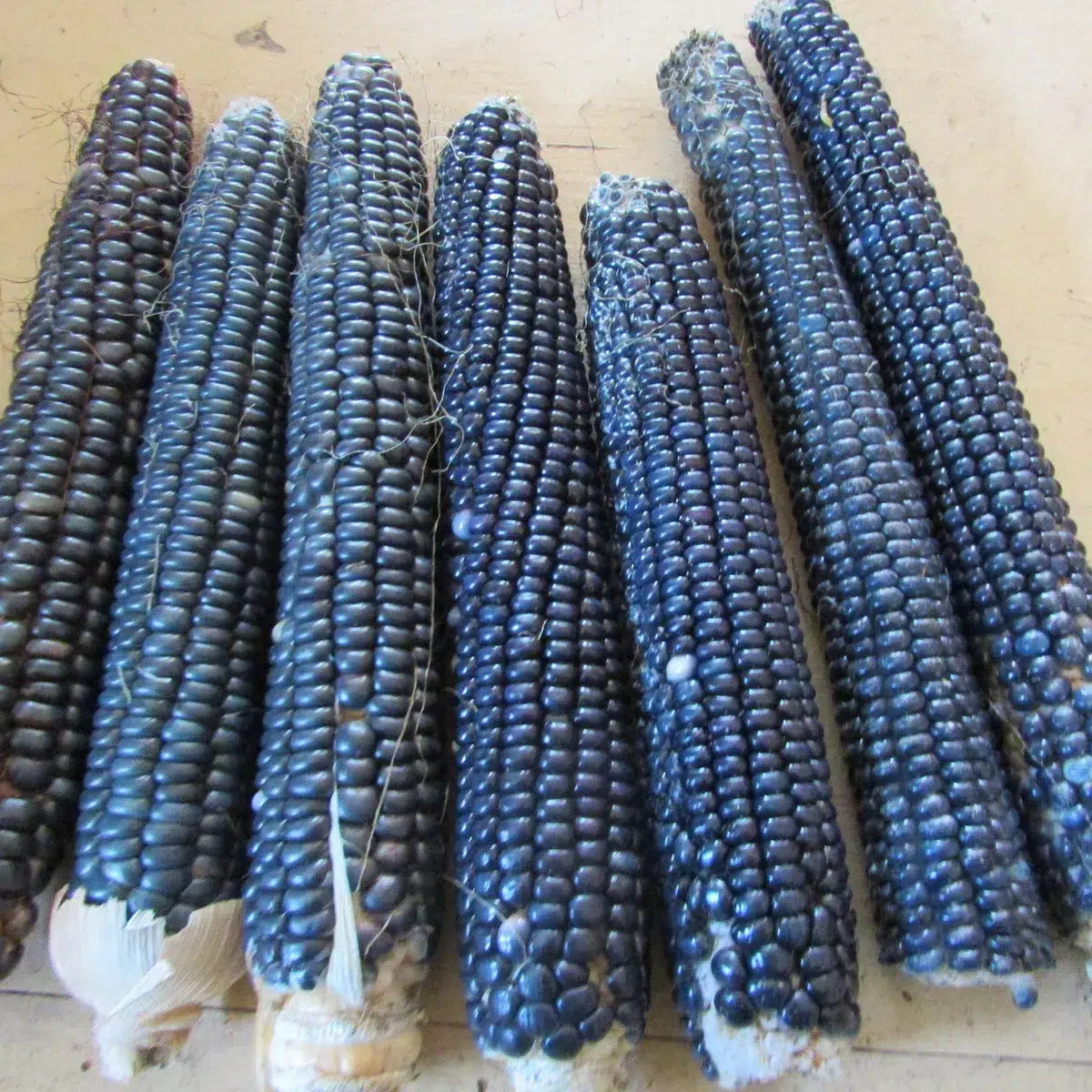 Blue Corn Seeds