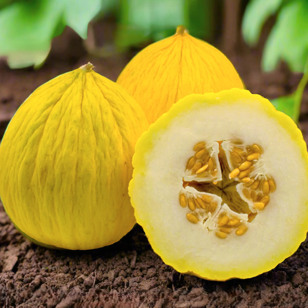 Casaba Melon Seeds