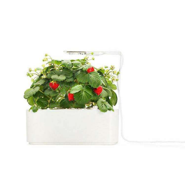 The German Outlet, Click & Grow, Click&Grow Refill- Wild Strawberry