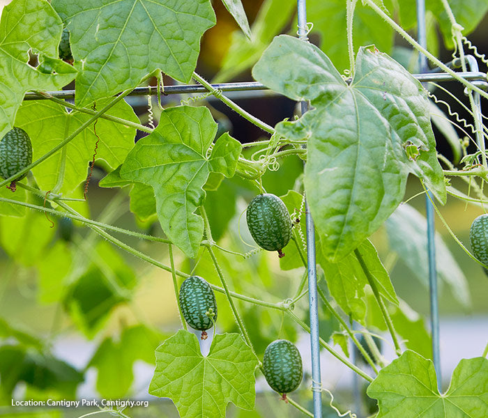 Cuca Melon Seeds