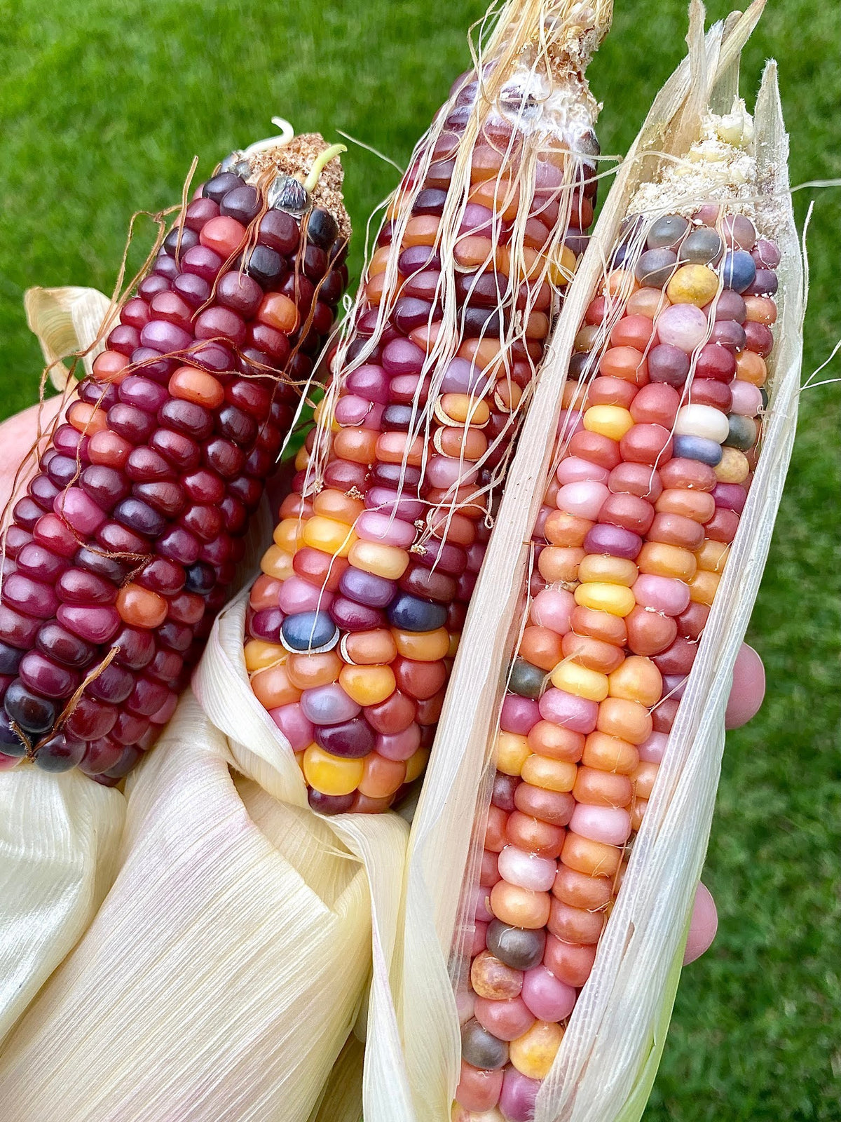 Glass Gem Rainbow Corn Seeds