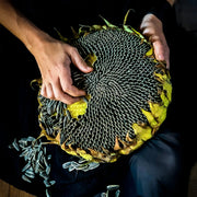 Mangolian Sunflower Seeds Heirloom