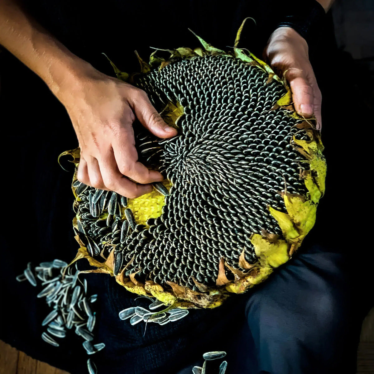Mangolian Sunflower Seeds Heirloom