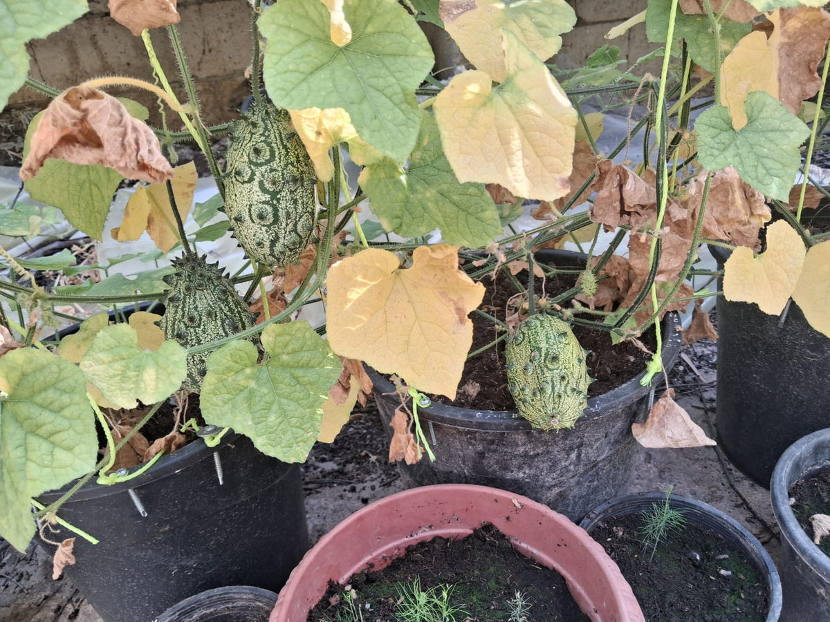 Kiwano Melon Seeds