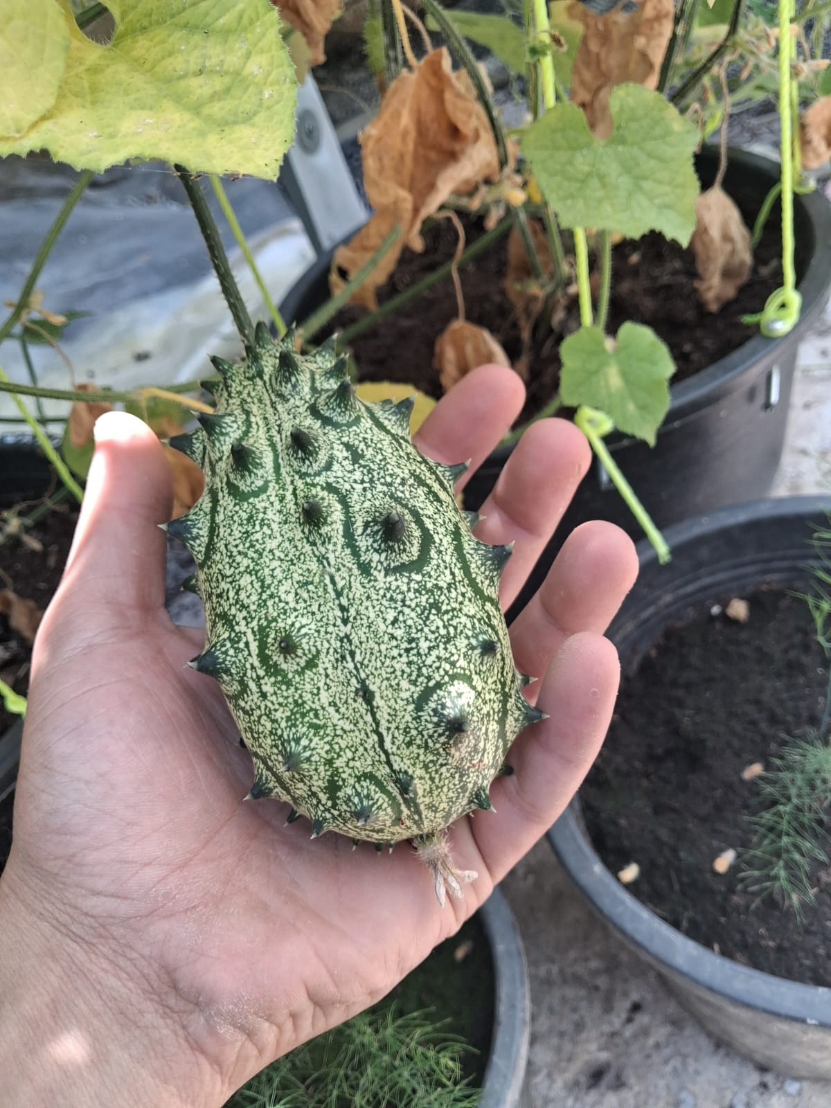 Kiwano Melon Seeds