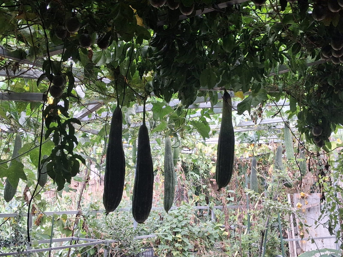 Luffa Gourd Seeds