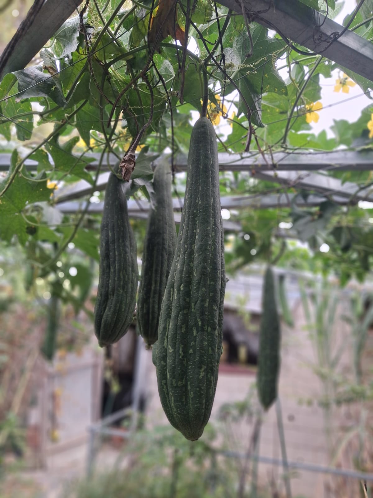 Luffa Gourd Seeds