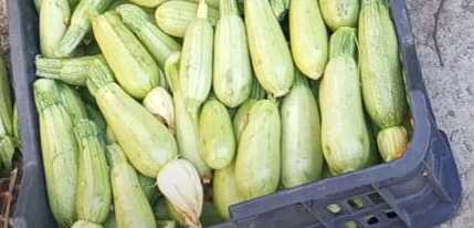 Lebanese Zucchini Squash Seeds