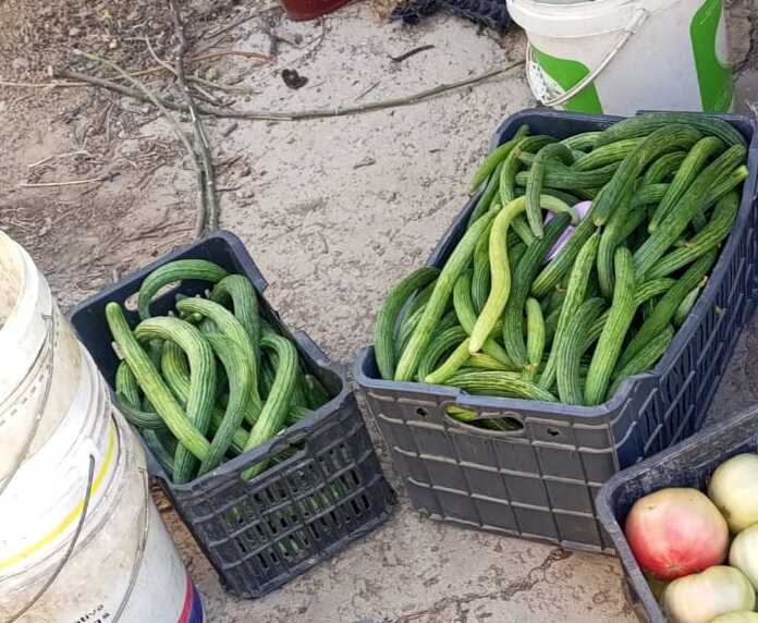 Armenian Cucumber Seeds