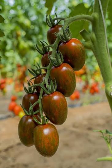 Chocolate Striped Cherry Tomato Seeds