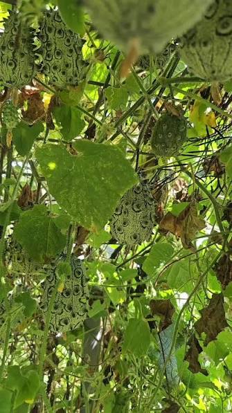 Kiwano Melon Seeds
