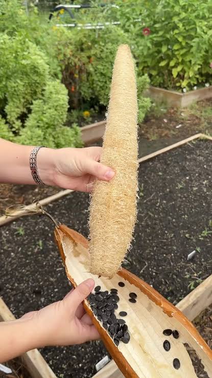 Luffa Gourd Seeds