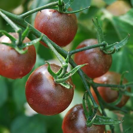 Antho Rotbraun Cherry Tomato Seeds