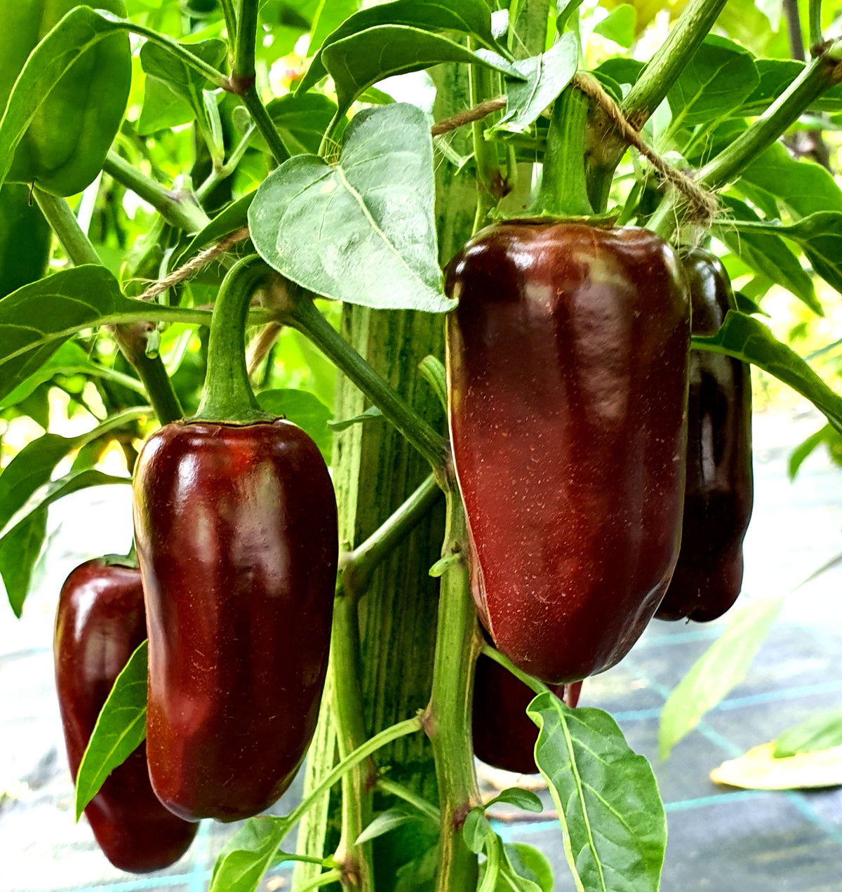 Brown Jalapeno Pepper Seeds