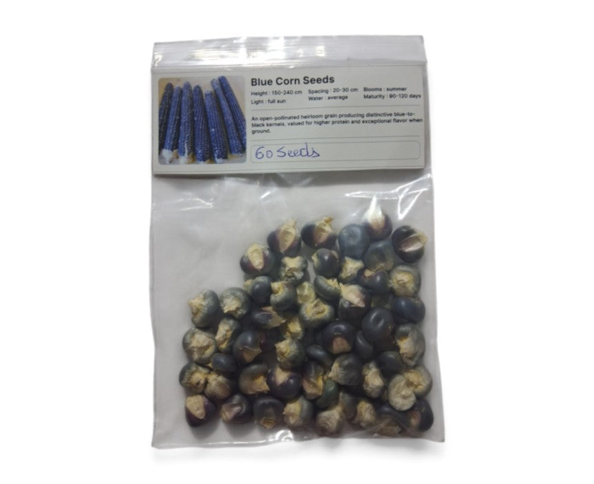 Blue Corn Seeds