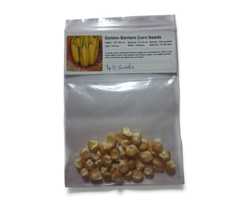 Golden Bantam Corn Seeds