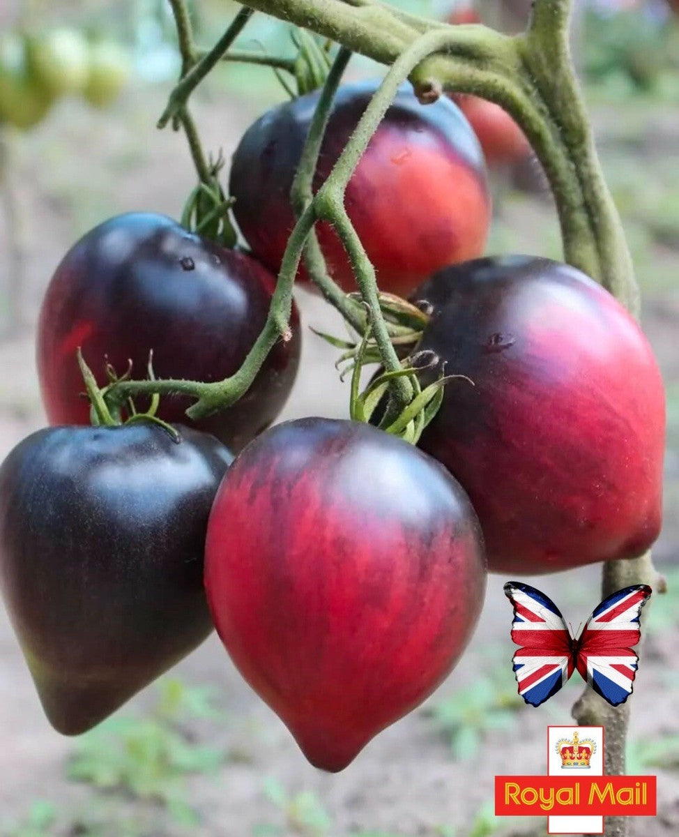 Sgt Pepper Beefsteak Tomato Seeds