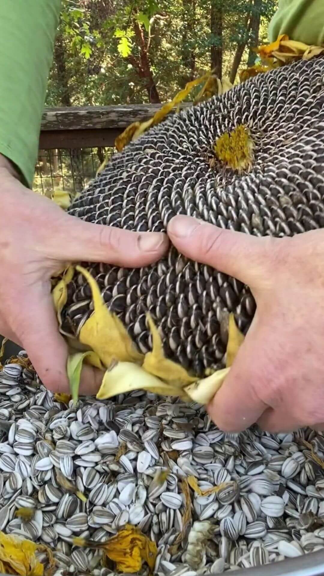 Mammoth Sunflower Seeds