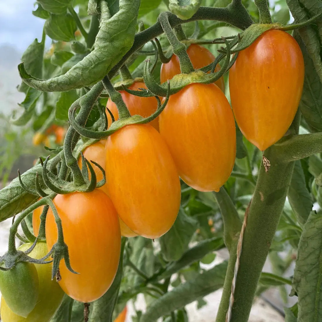Artisan Tiger Blush Cherry Tomato Seeds